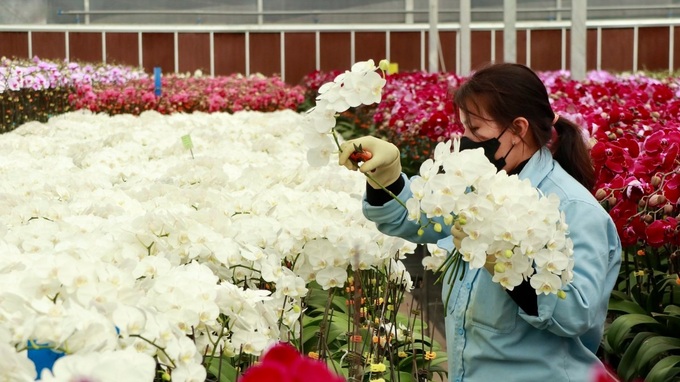 Flower villages in Lam Dong gear up for Tet - 3