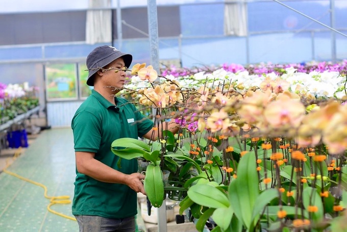 Flower villages in Lam Dong gear up for Tet - 5