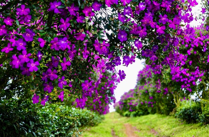 Melastome flowers blooming at Lam Dong tea farm - 2