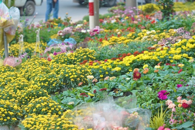 Hanoi’s largest bonsai street bustling ahead of Tet - 2