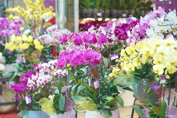 Hanoi’s largest bonsai street bustling ahead of Tet - 4