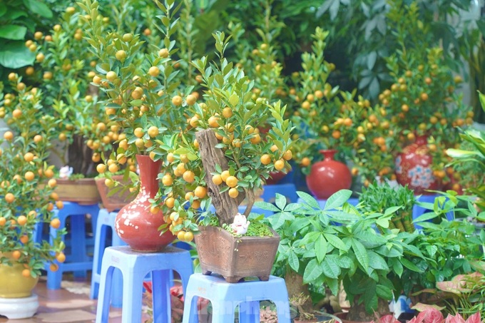 Hanoi’s largest bonsai street bustling ahead of Tet - 8