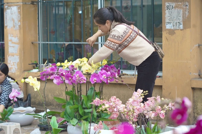 Hanoi’s largest bonsai street bustling ahead of Tet - 7