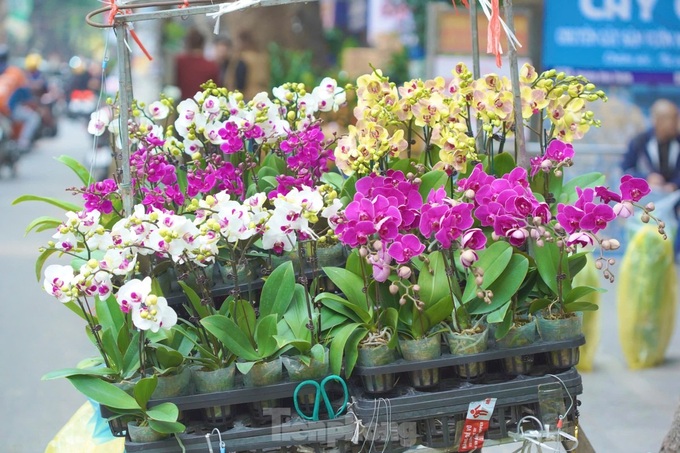 Hanoi’s largest bonsai street bustling ahead of Tet - 6