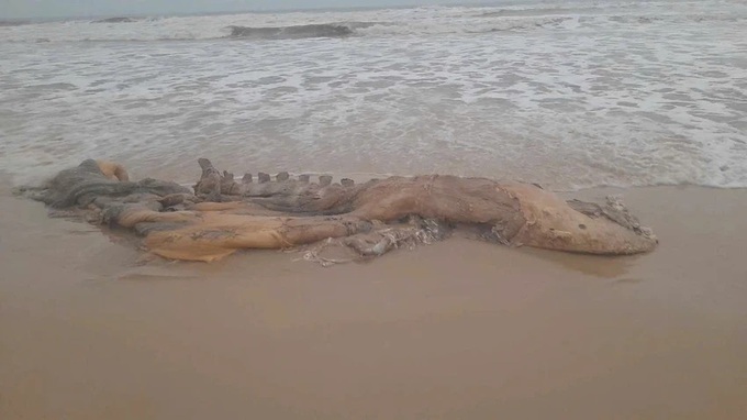 Body of 300-kilo whale found on Quang Tri beach - 1