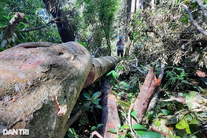 Quang Nam electricity contractors fined for forest destruction - 1