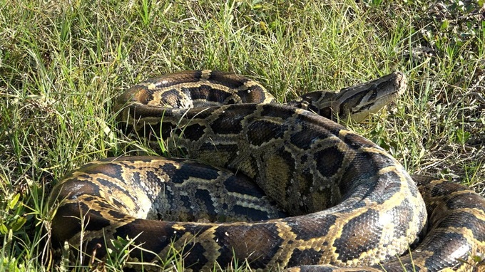 Rare python found in Haiphong house - 1