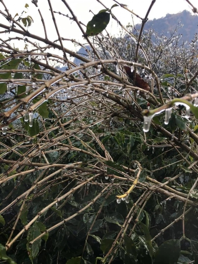 Frost devastates coffee trees in Son La - 1