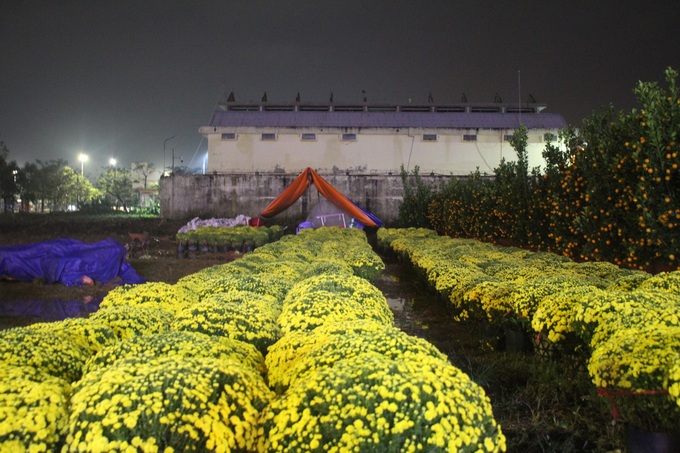 Traders up all night to sell Tet flowers - 1