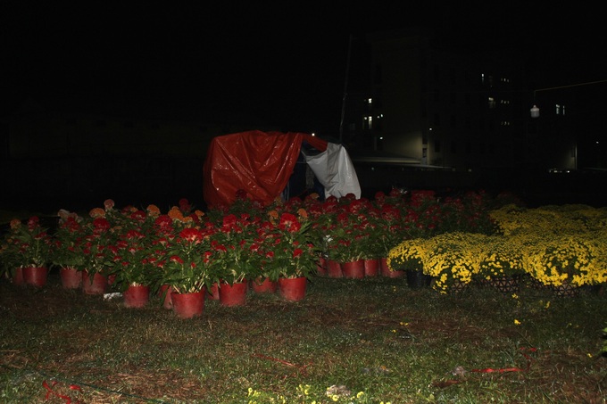 Traders up all night to sell Tet flowers - 3