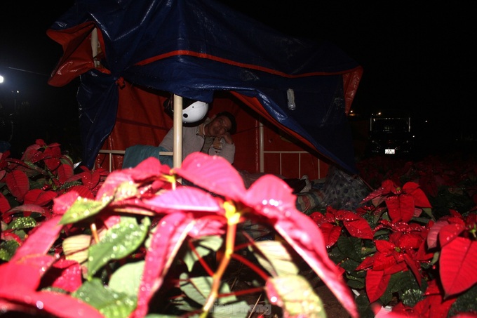 Traders up all night to sell Tet flowers - 6