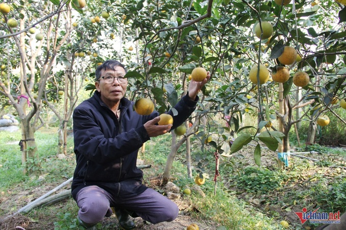 Nghe An orange growers face losses on Tet harvest - 1