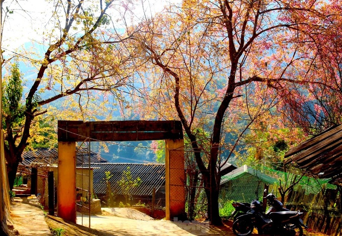 Cherry blossoms in full bloom in Nghe An - 1