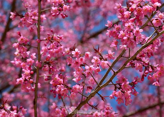 Cherry blossoms in full bloom in Nghe An - 5