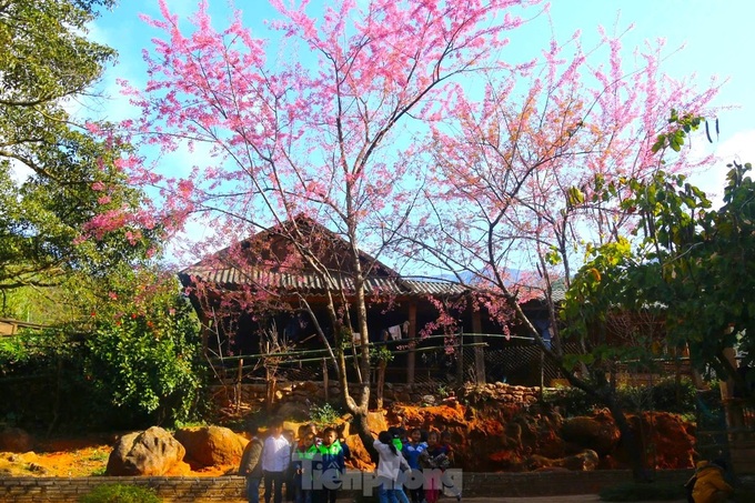 Cherry blossoms in full bloom in Nghe An - 4