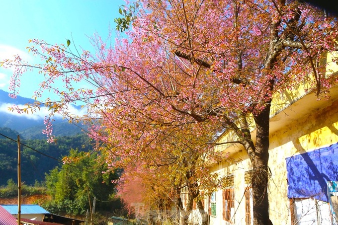 Cherry blossoms in full bloom in Nghe An - 2