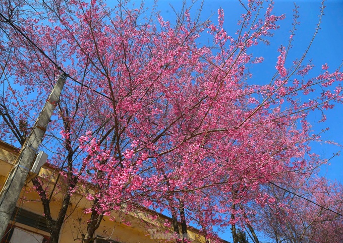 Cherry blossoms in full bloom in Nghe An - 3