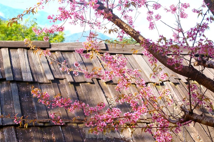 Cherry blossoms in full bloom in Nghe An - 6