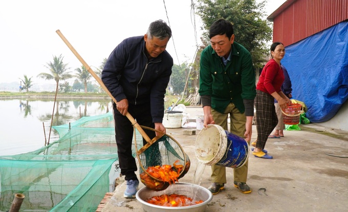 Red carp hub in Thanh Hoa prepares for Kitchen Gods’ Day - 3