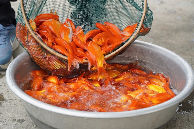 Red carp hub in Thanh Hoa prepares for Kitchen Gods’ Day - 2