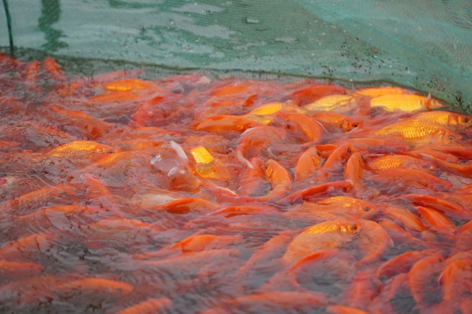 Red carp hub in Thanh Hoa prepares for Kitchen Gods’ Day - 4