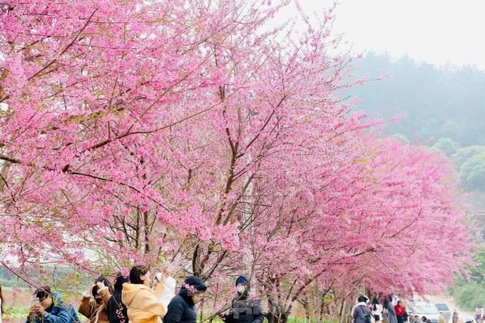 Cherry blossoms cover Moc Chau Plateau - 1