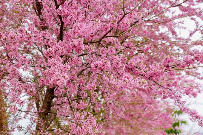 Cherry blossoms cover Moc Chau Plateau - 3