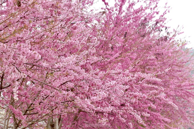 Cherry blossoms cover Moc Chau Plateau - 2