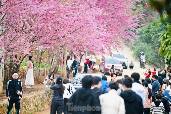 Cherry blossoms cover Moc Chau Plateau - 5