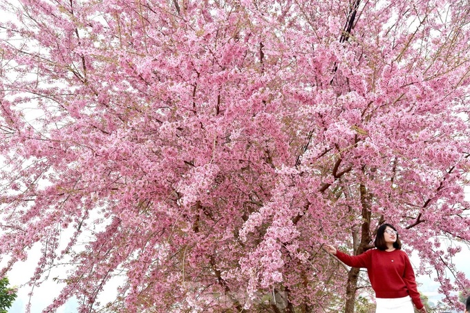 Cherry blossoms cover Moc Chau Plateau - 6