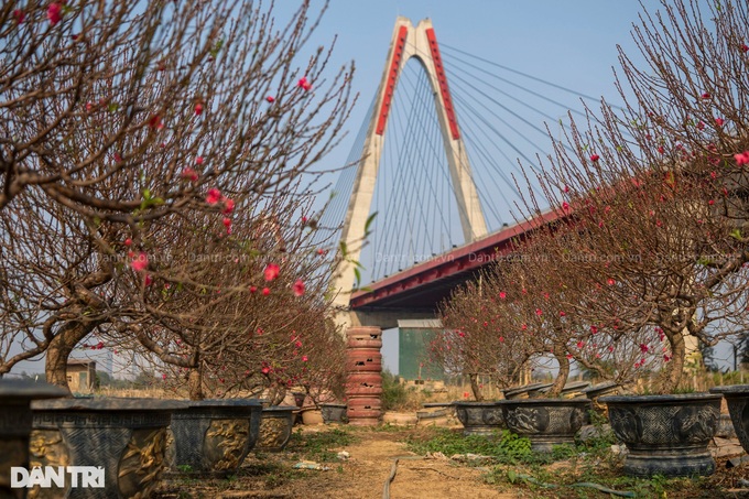 Hanoi's typhoon-hit peach blossom village faces tough recovery - 2