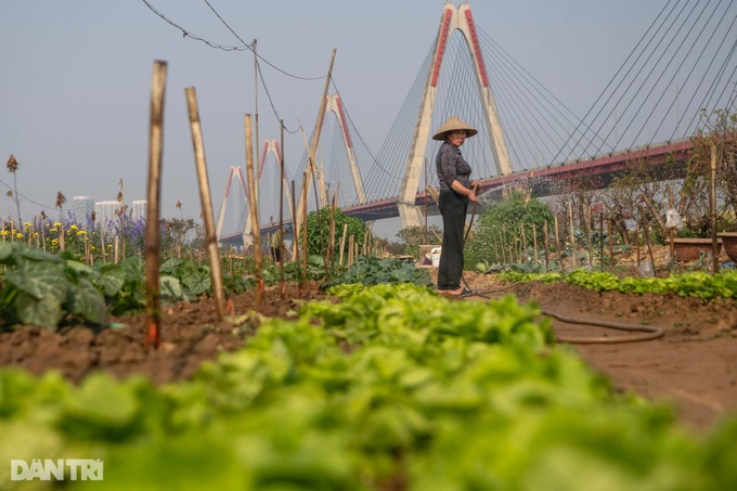 Hanoi's typhoon-hit peach blossom village faces tough recovery - 7