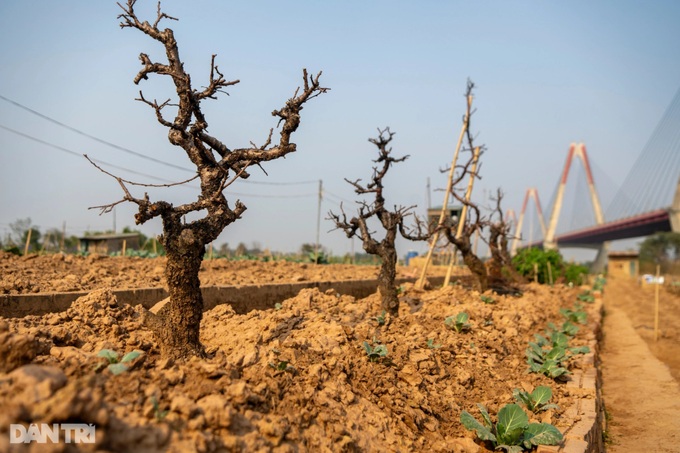 Hanoi's typhoon-hit peach blossom village faces tough recovery - 5