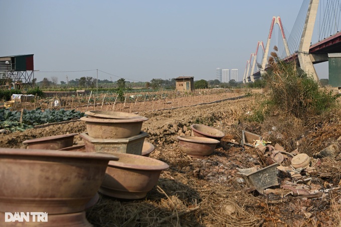 Hanoi's typhoon-hit peach blossom village faces tough recovery - 4