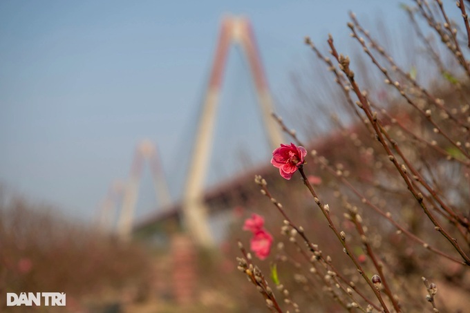 Hanoi's typhoon-hit peach blossom village faces tough recovery - 8