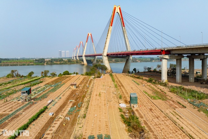 Hanoi's typhoon-hit peach blossom village faces tough recovery - 3