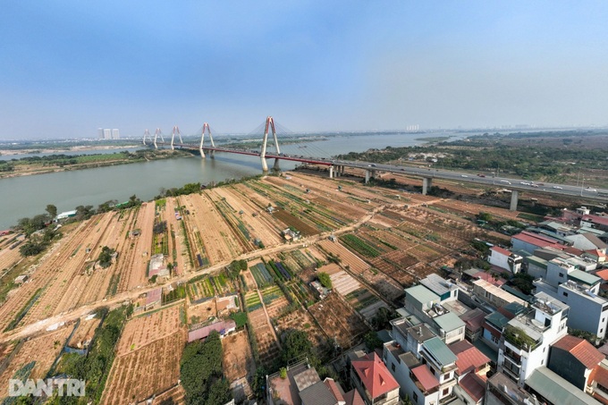 Hanoi's typhoon-hit peach blossom village faces tough recovery - 1