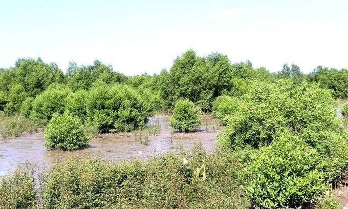 Mekong Delta provinces grow more mangroves to prevent coastal erosion - 1