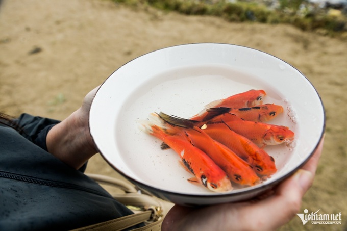 Carp-release service thrives in Nam Dinh - 2