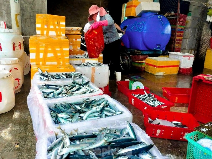 Fishermen have bumper catches ahead of Tet - 5