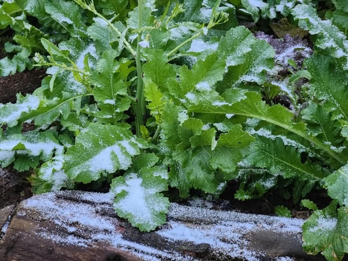 Snow covers Lao Cai Mountain - 5