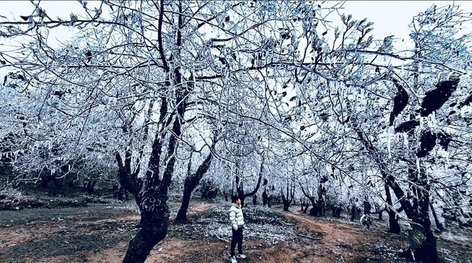 Snow covers Lao Cai Mountain - 3