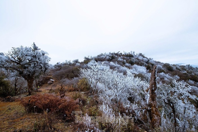 Frost blankets Mu Cang Chai mountains - 5