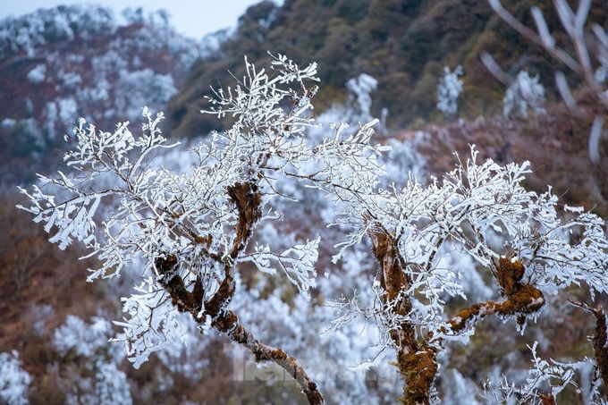 Frost blankets Mu Cang Chai mountains - 4