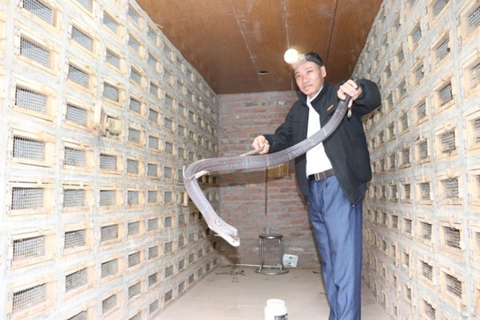 Vinh Son and the 200-year legacy of Vietnam’s cobra farming village - 1