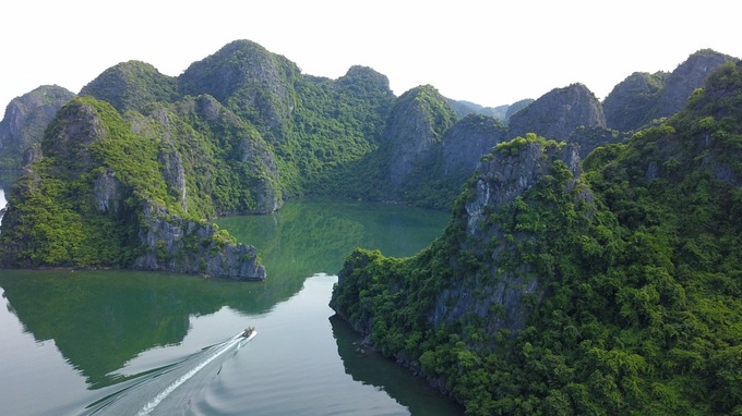 Endangered langurs on Cat Ba - 7