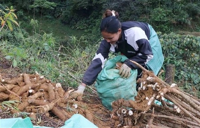 China remains largest market for Vietnamese cassava - 1