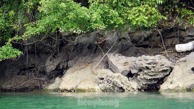 Endangered langurs on Cat Ba - 6