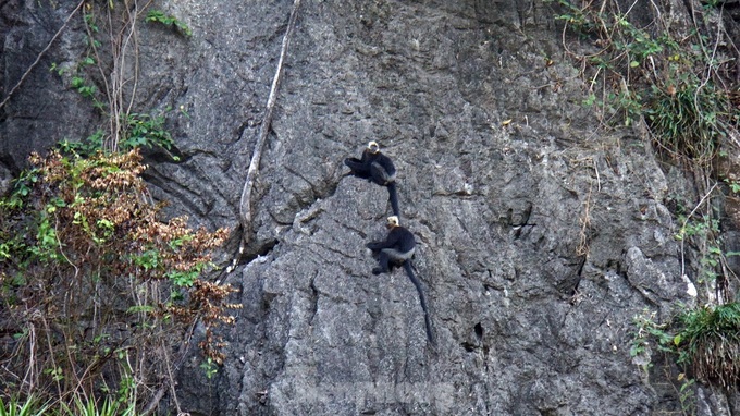 Endangered langurs on Cat Ba - 1