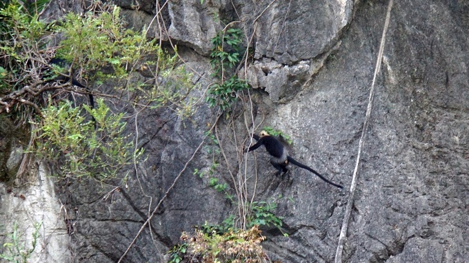 Endangered langurs on Cat Ba - 2